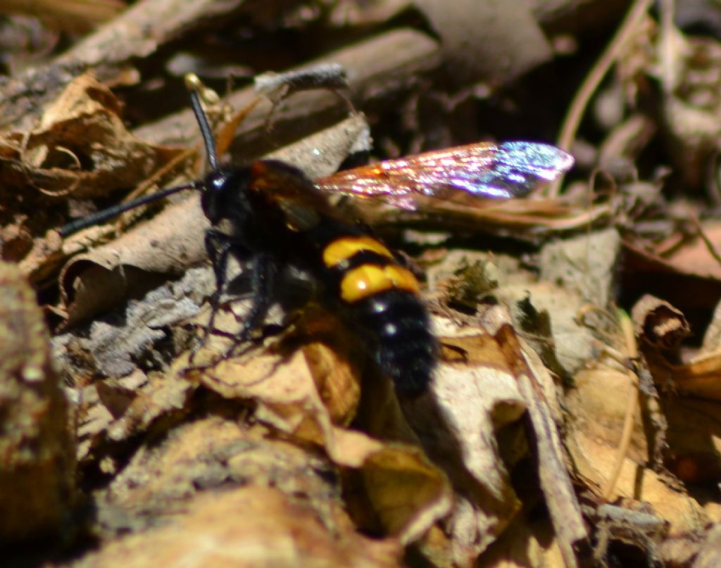 Megascolia maculata flavifrons